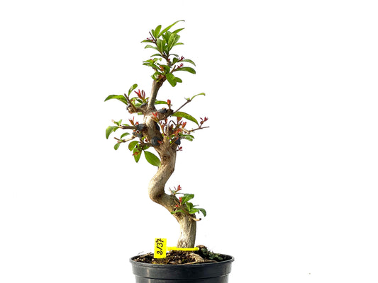 Punica Granatum Nejikan 2137