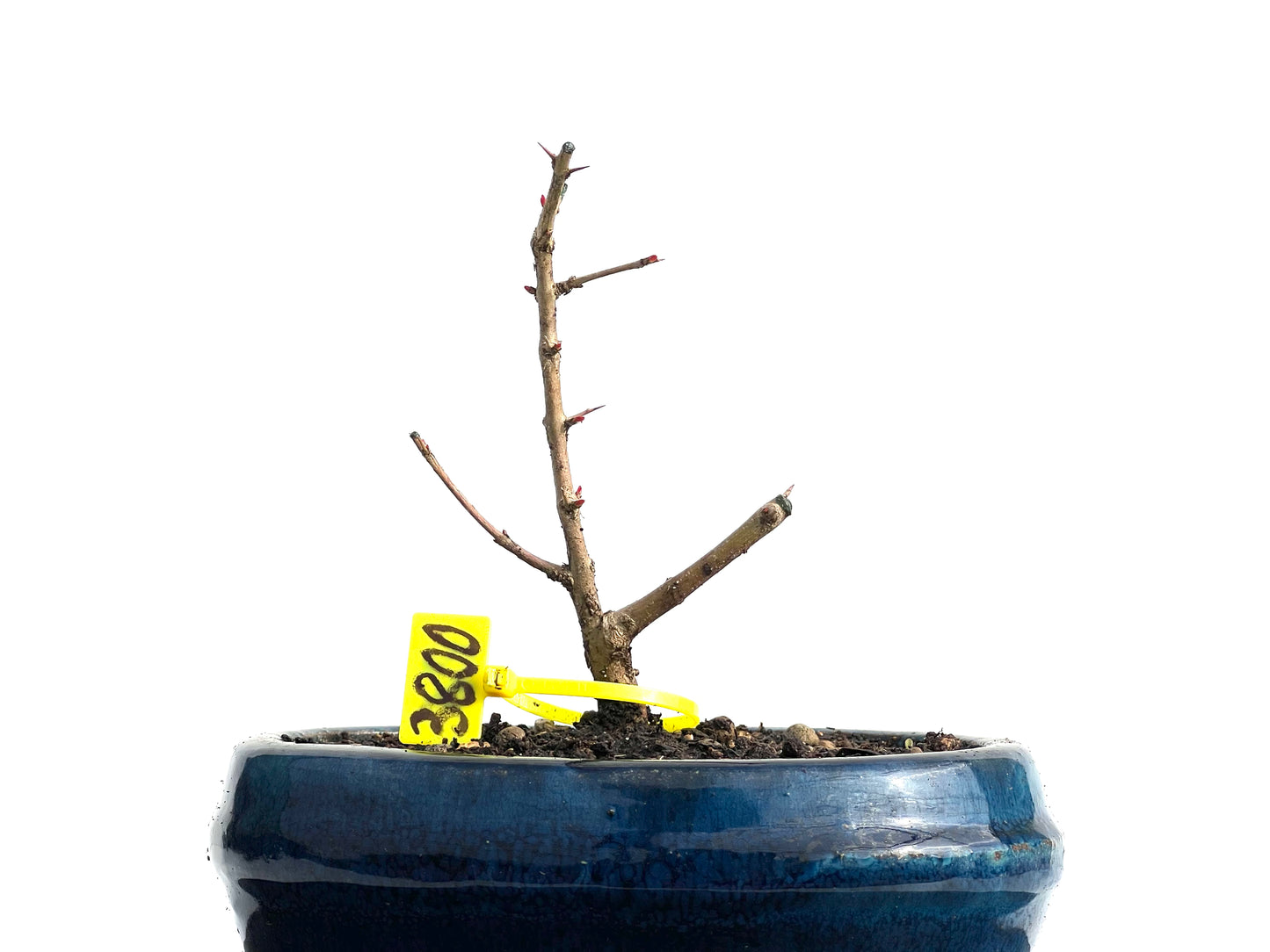 Punica Granatum Nejikan 3800
