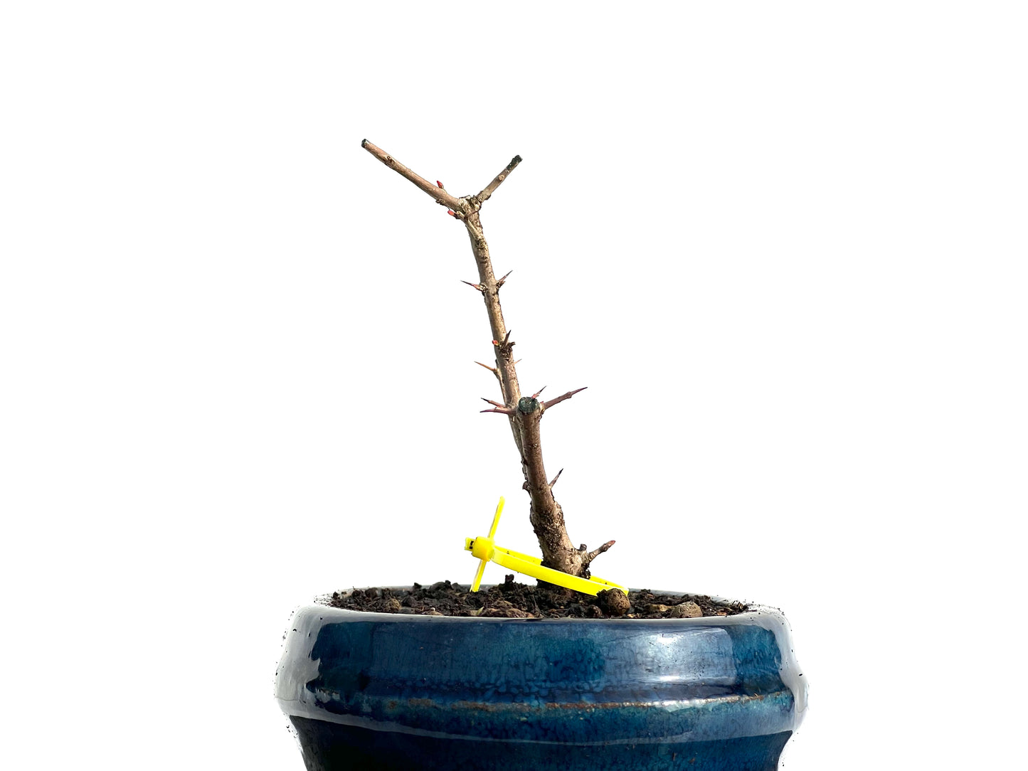Punica Granatum Nejikan 3800