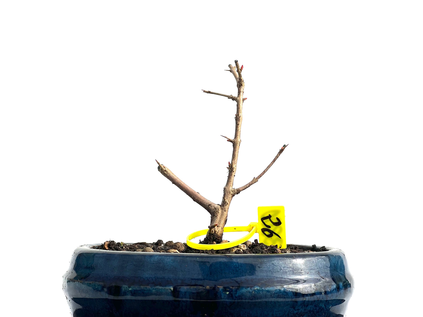 Punica Granatum Nejikan 3800
