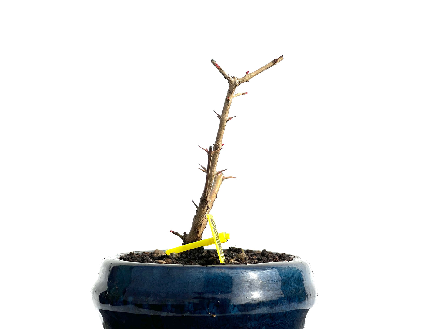 Punica Granatum Nejikan 3800