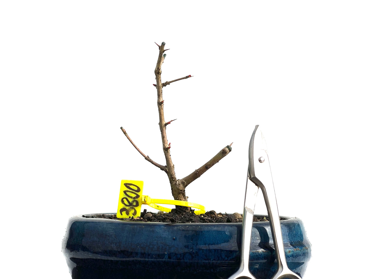 Punica Granatum Nejikan 3800