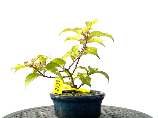 Callicarpa Japonica 2139
