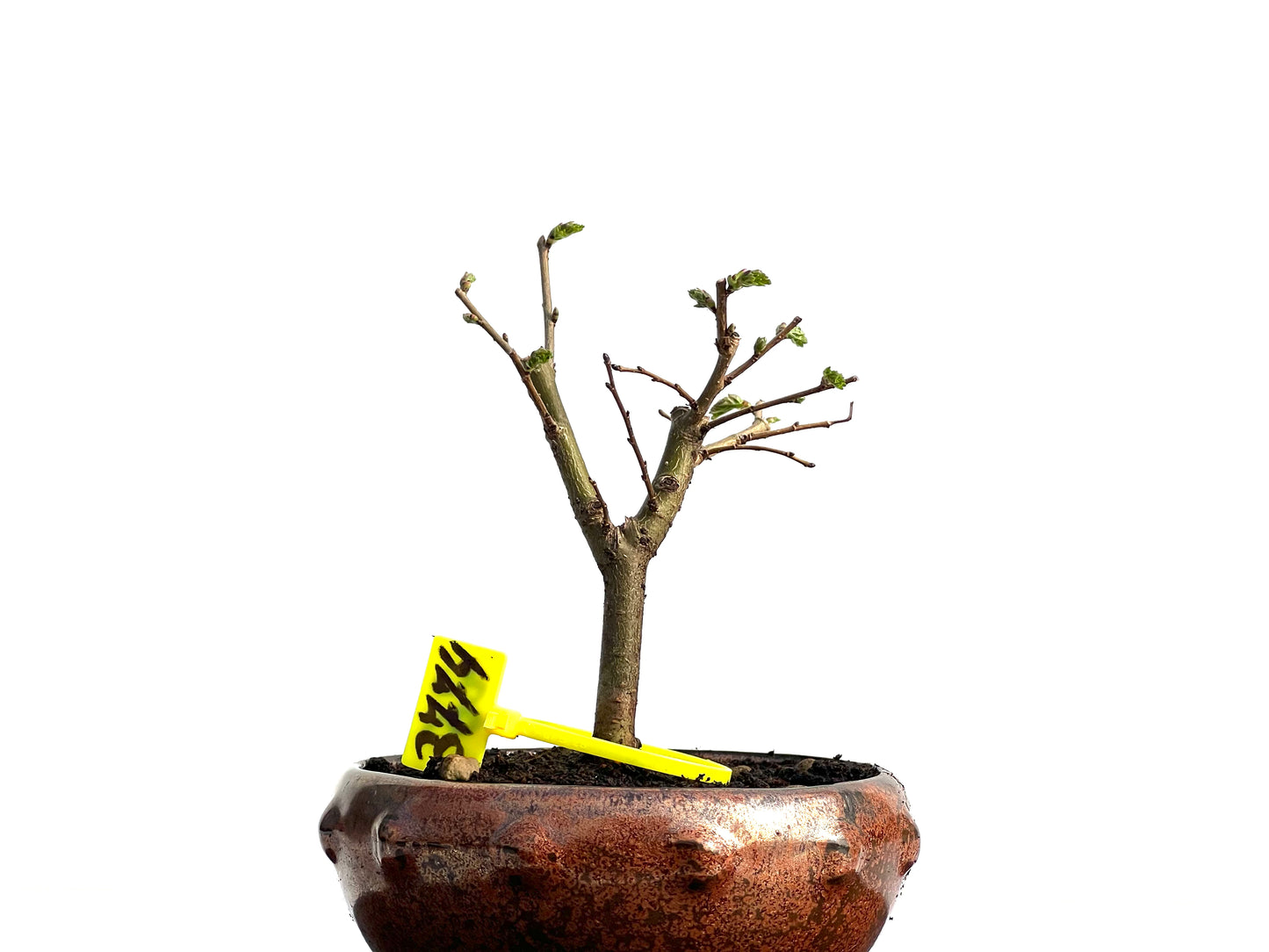 Ulmus Minor 3774