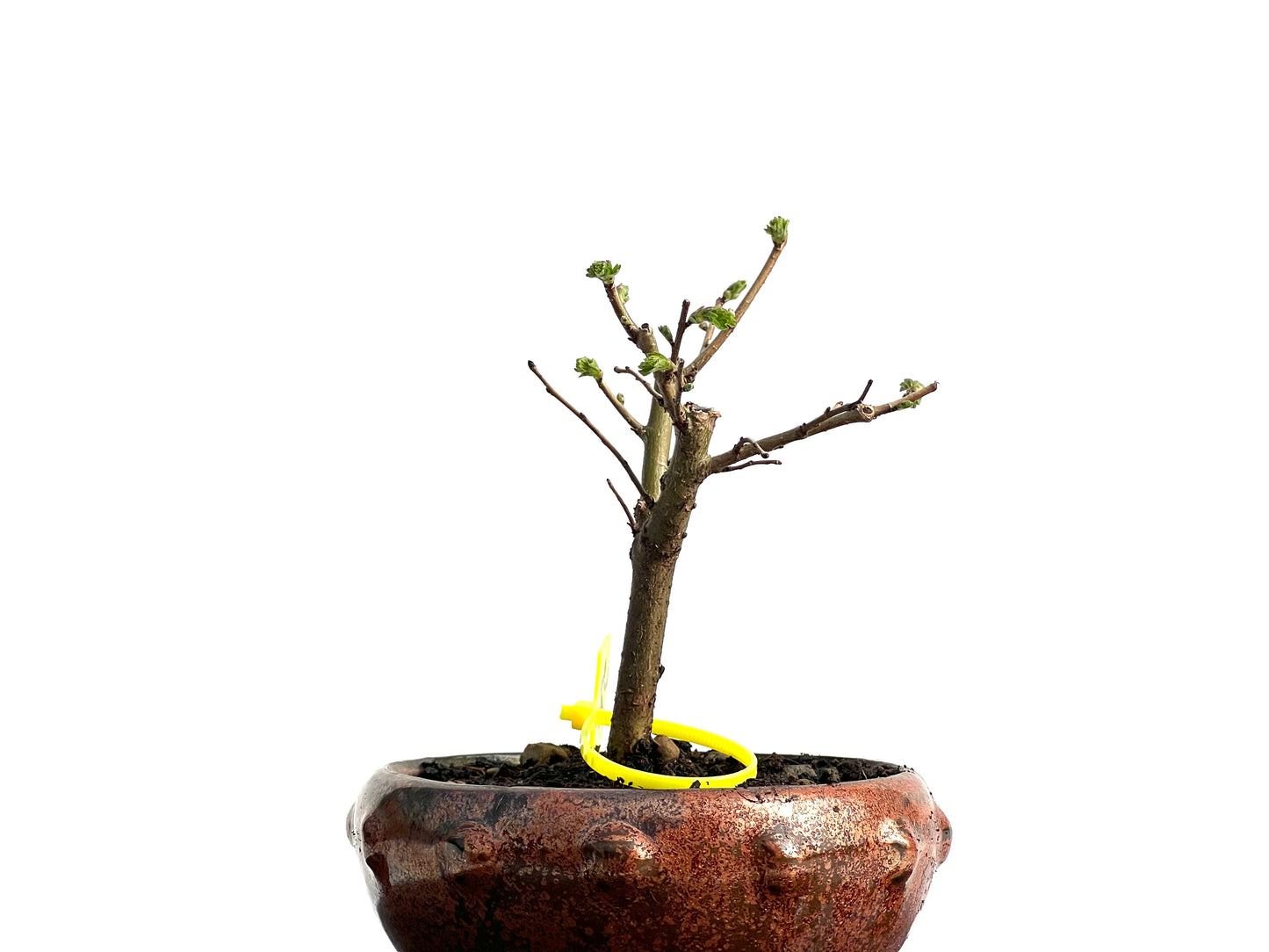 Ulmus Minor 3774