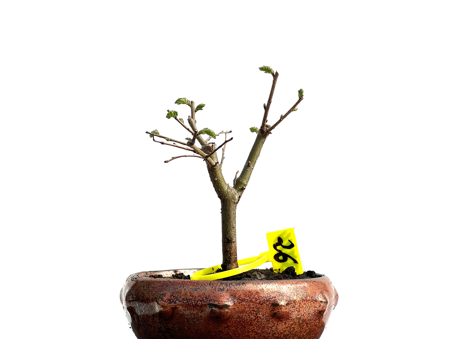 Ulmus Minor 3774