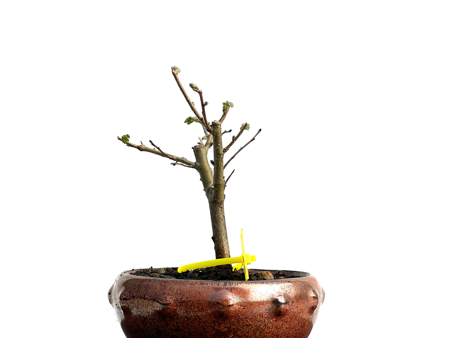 Ulmus Minor 3774