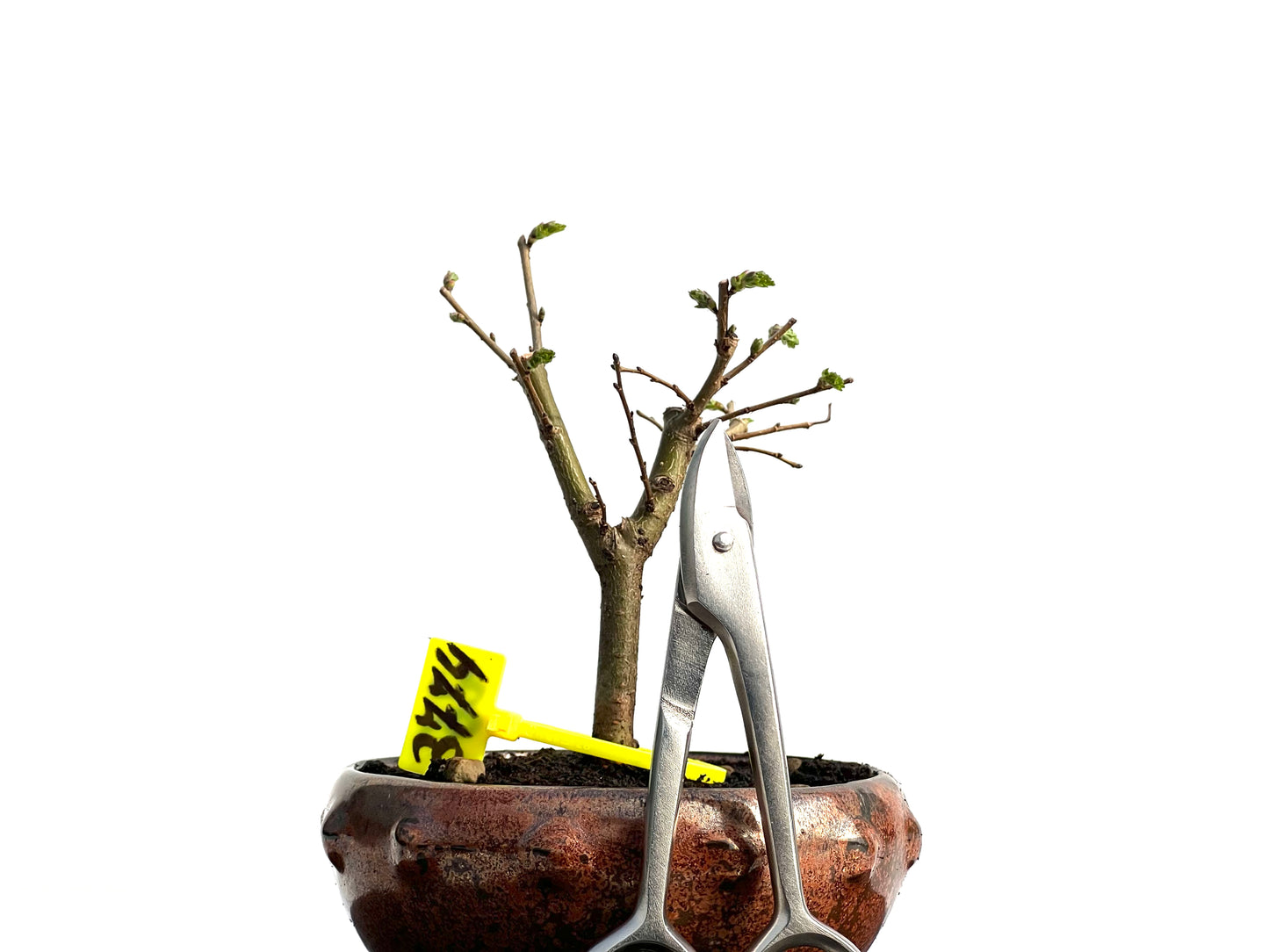 Ulmus Minor 3774