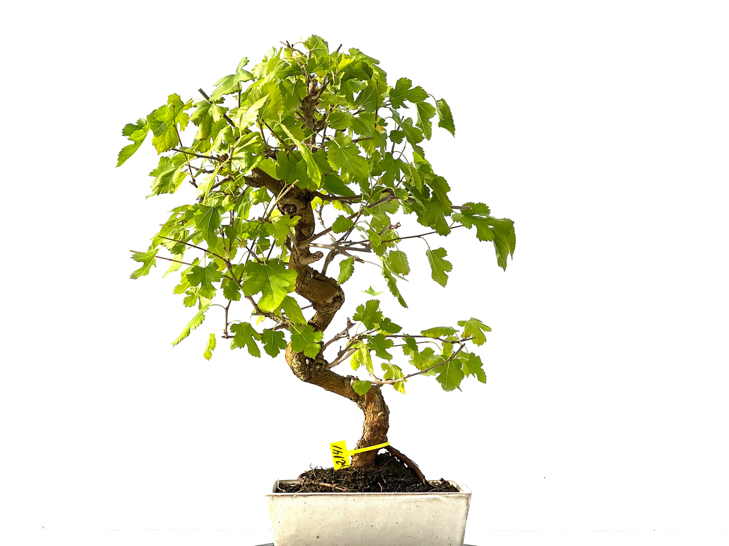 Morus Alba 2141