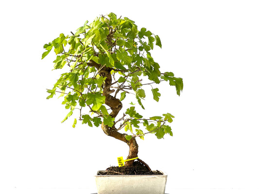 Morus Alba 2141