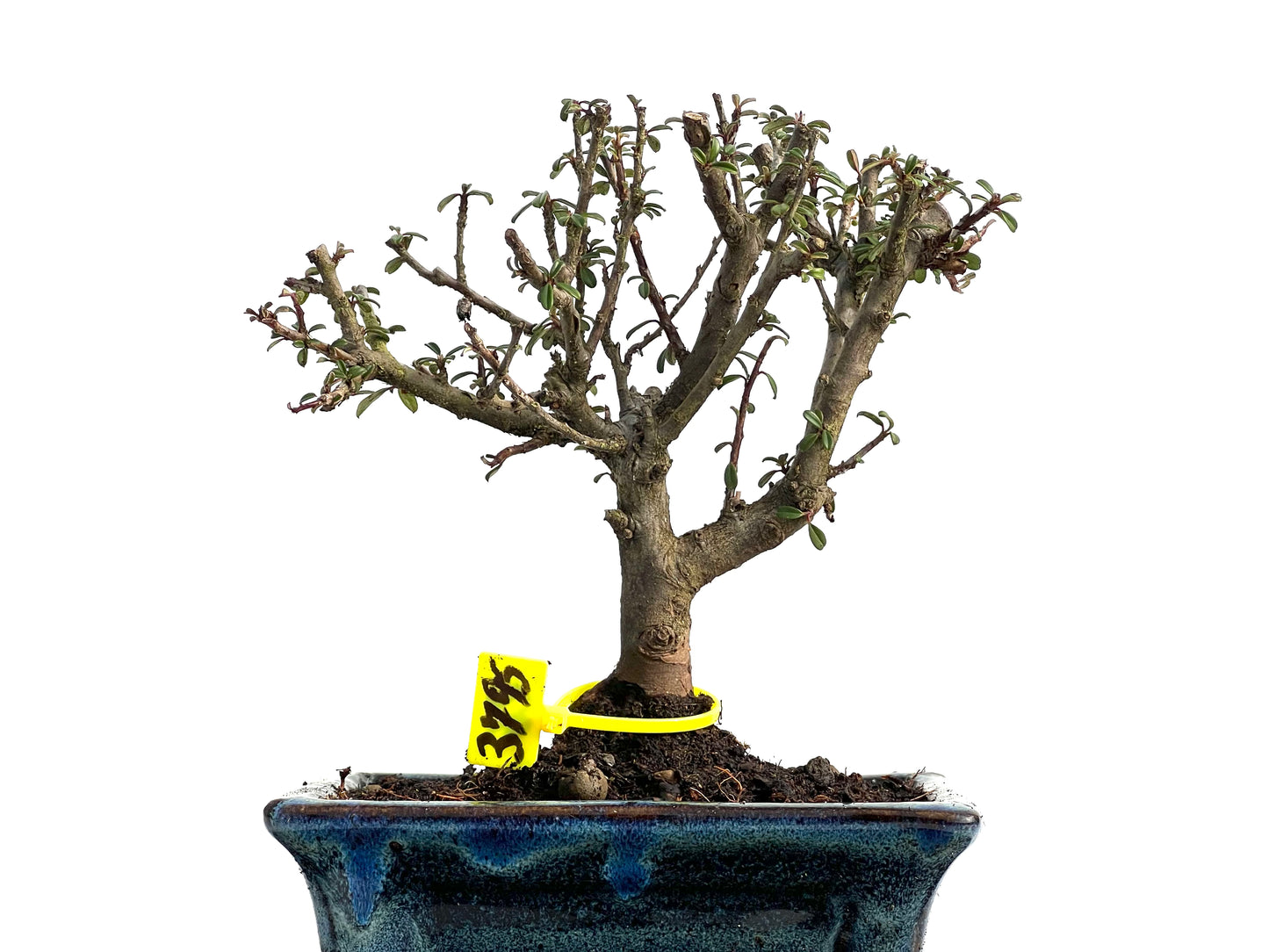 Cotoneaster Microphyllus 3795