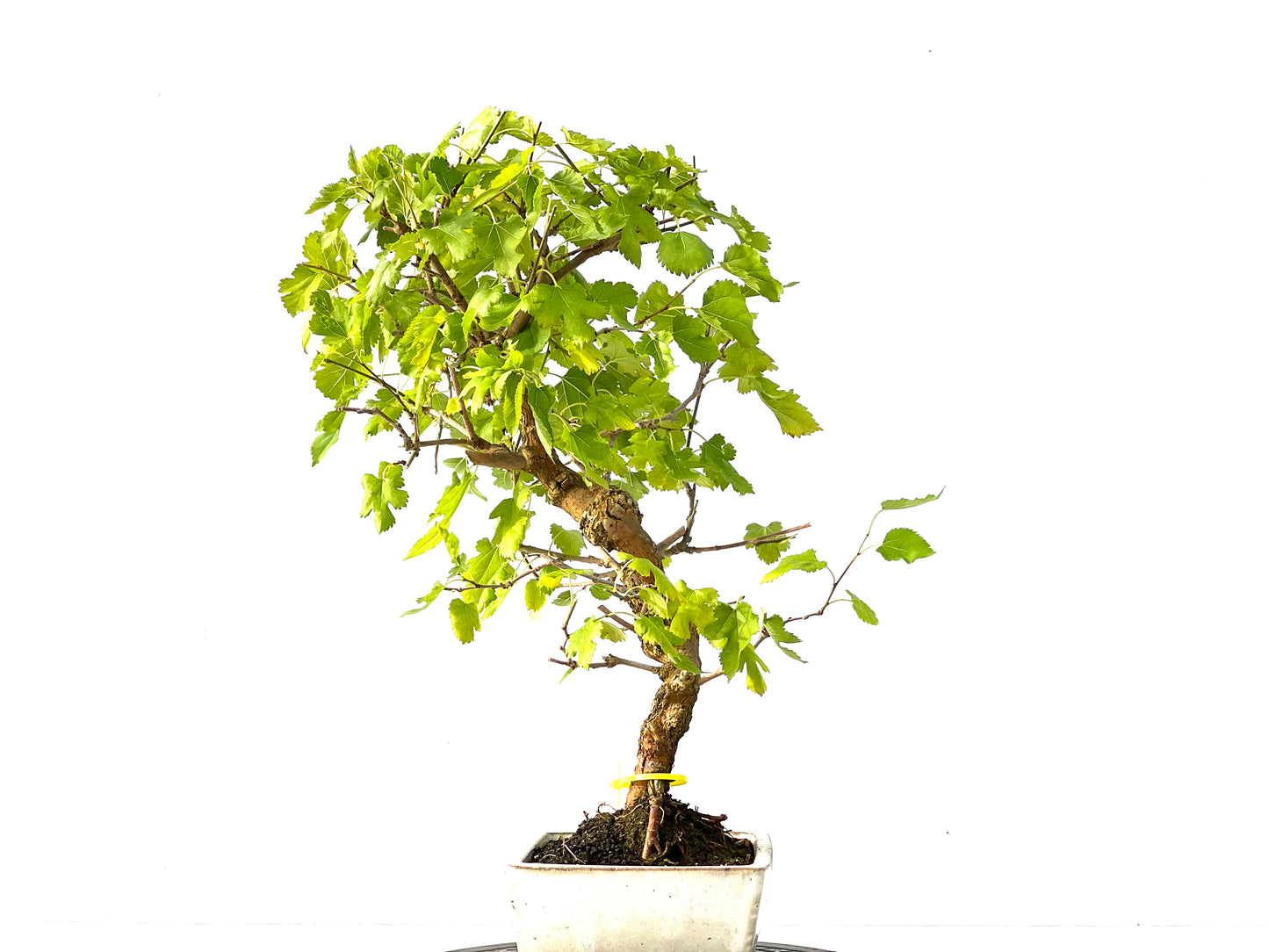 Morus Alba 2141