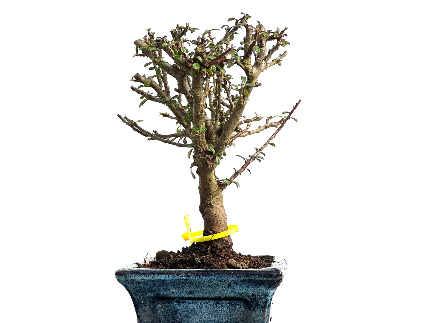 Cotoneaster Microphyllus 3795