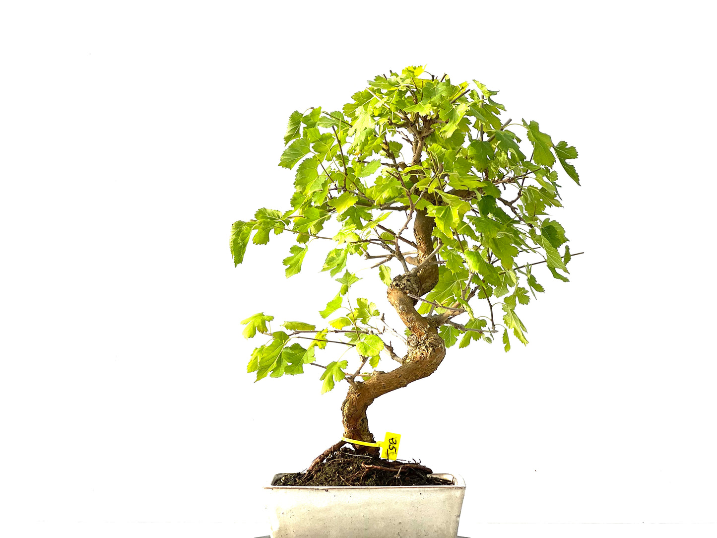 Morus Alba 2141