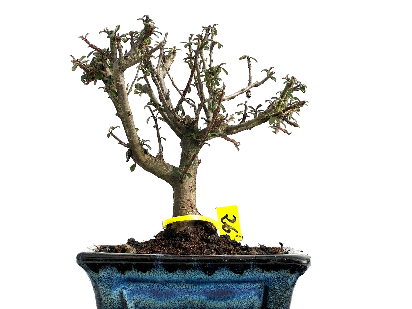 Cotoneaster Microphyllus 3795