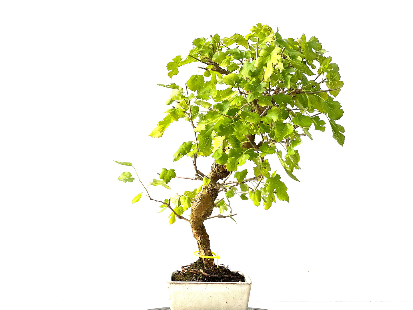 Morus Alba 2141