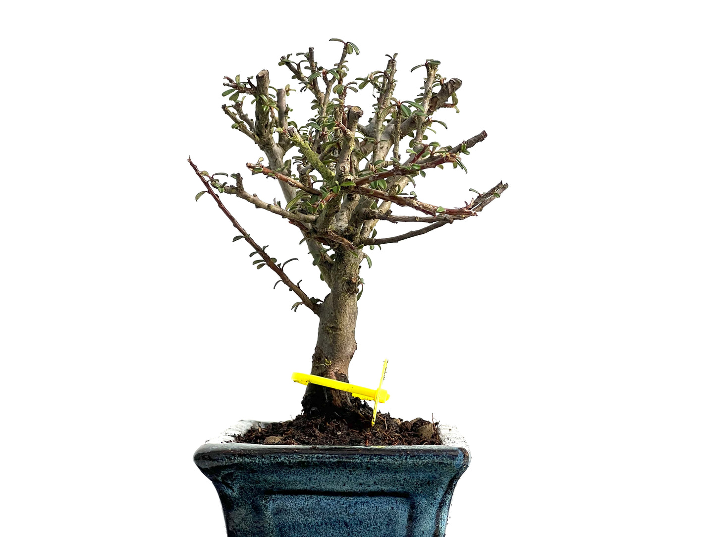 Cotoneaster Microphyllus 3795