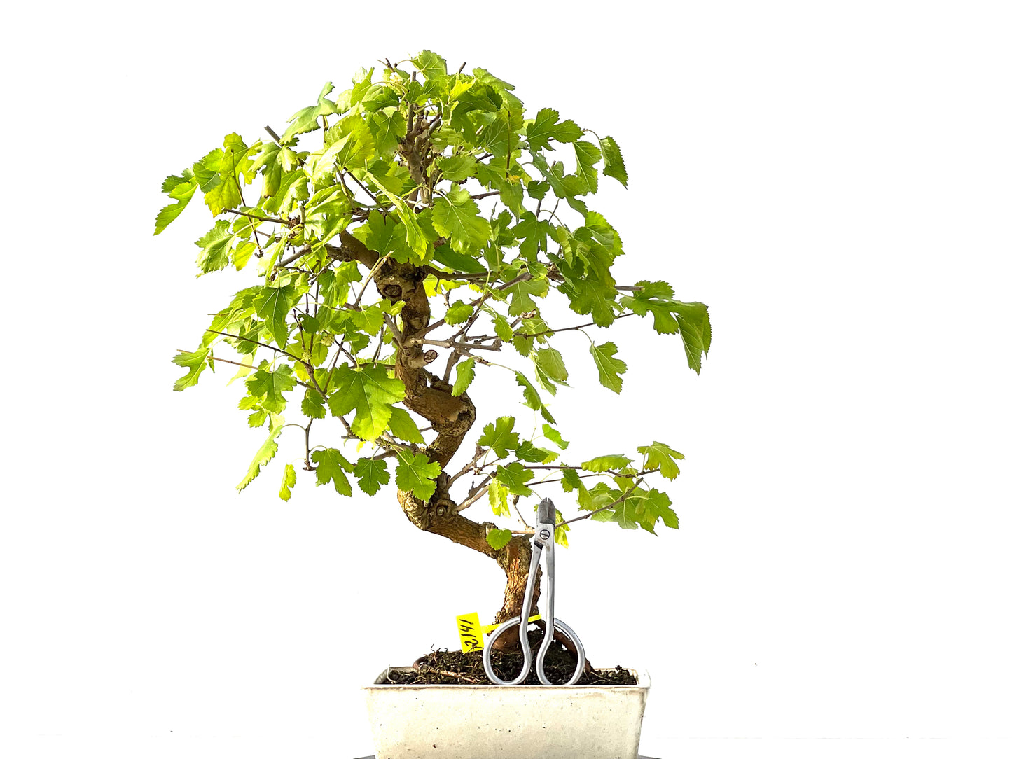 Morus Alba 2141