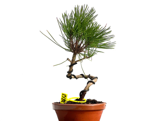 Pinus Thunbergii 3812