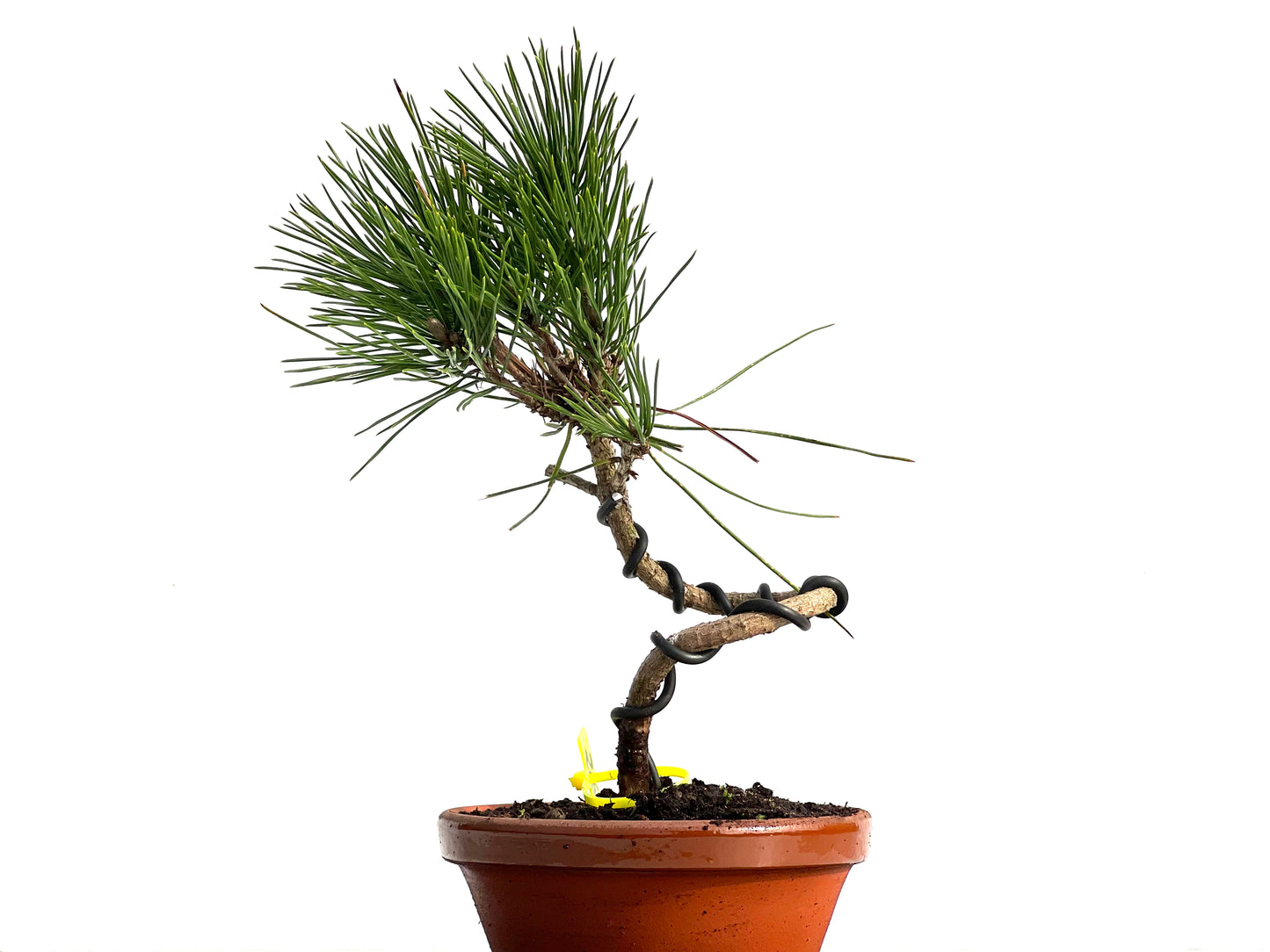 Pinus Thunbergii 3812