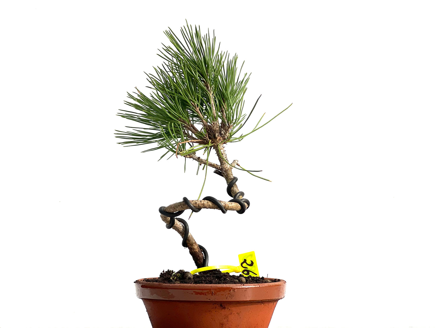 Pinus Thunbergii 3812