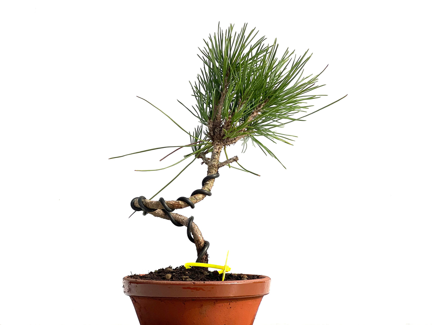 Pinus Thunbergii 3812