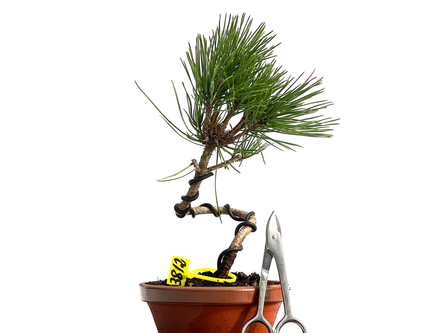 Pinus Thunbergii 3812