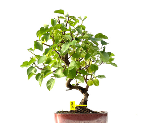 Prunus Mahaleb 2144
