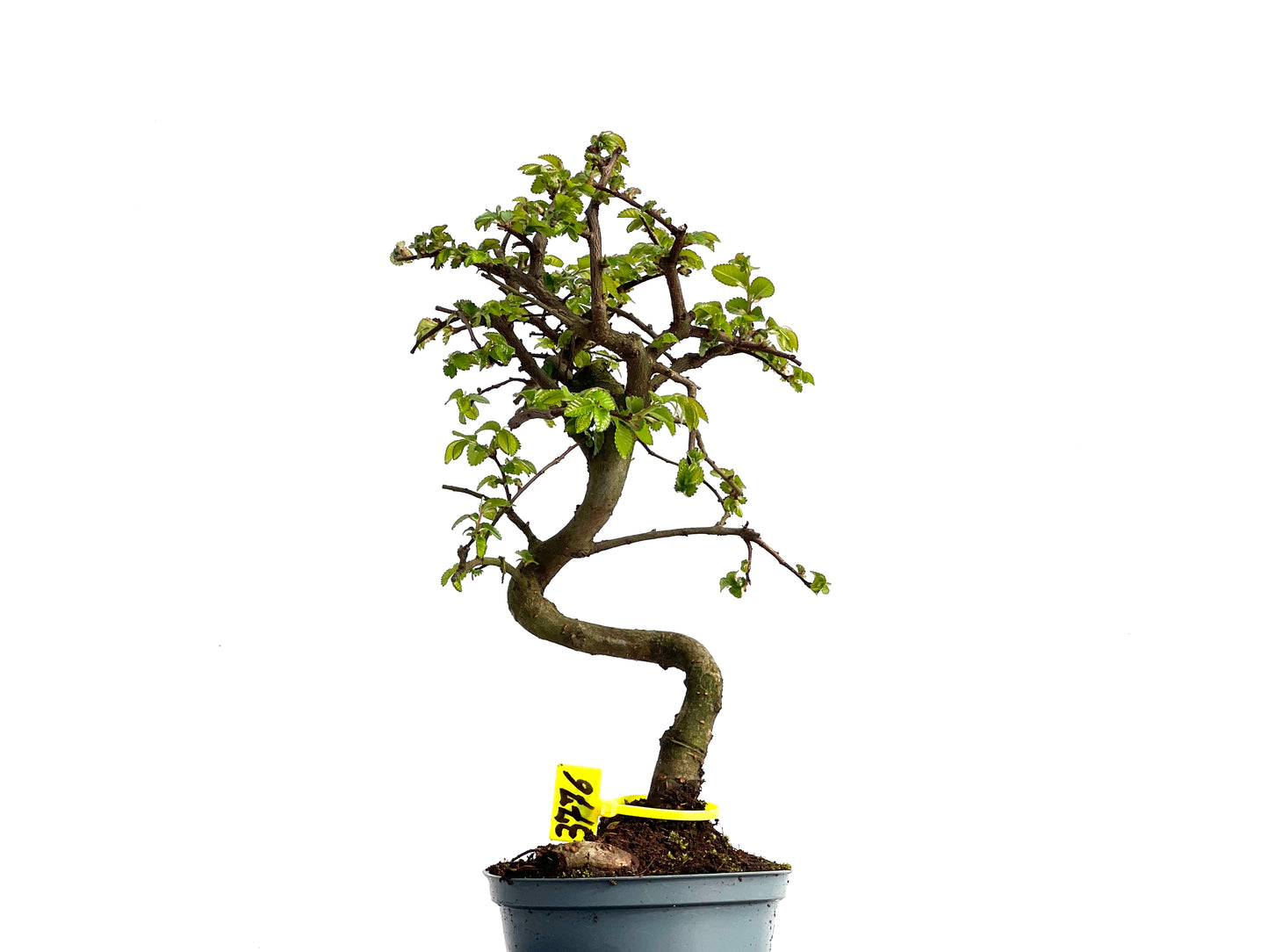 Ulmus Parvifolia 3776