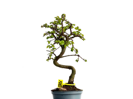 Ulmus Parvifolia 3776