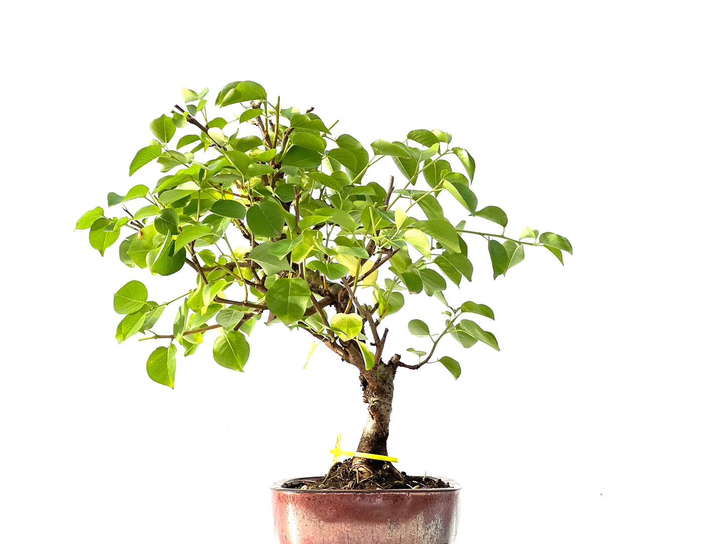 Prunus Mahaleb 2144
