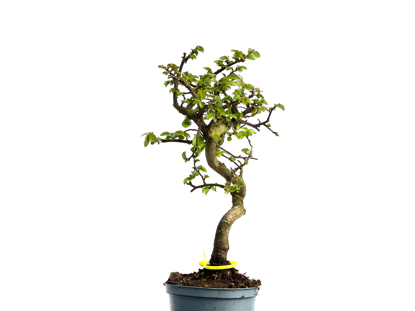Ulmus Parvifolia 3776