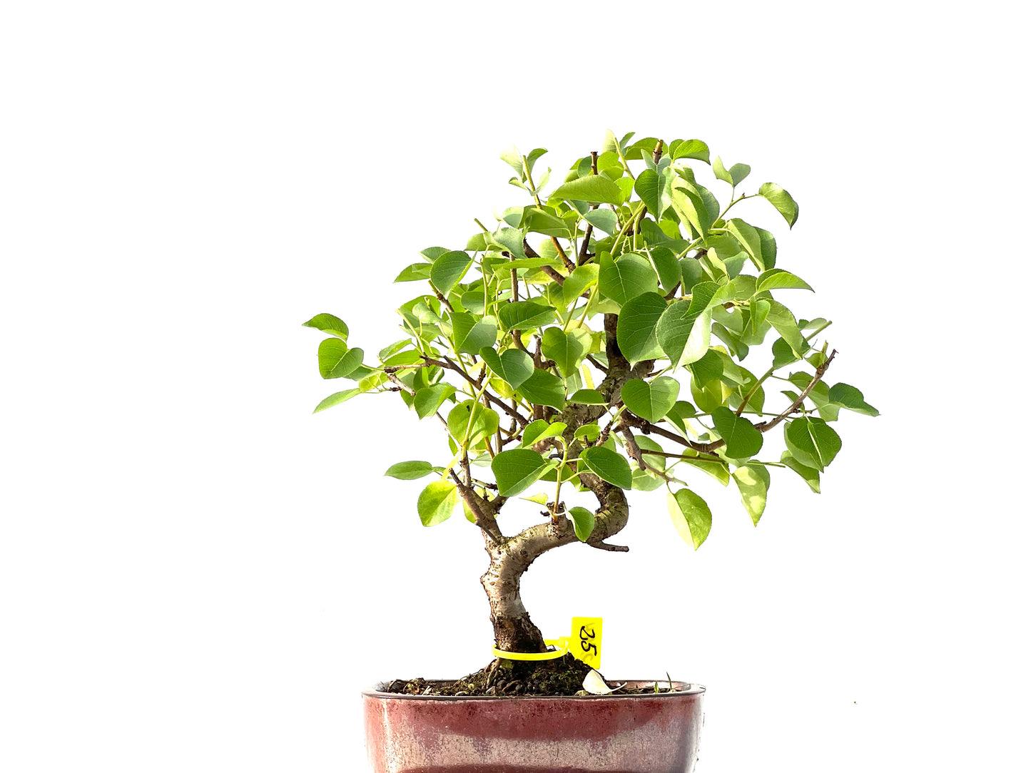 Prunus Mahaleb 2144