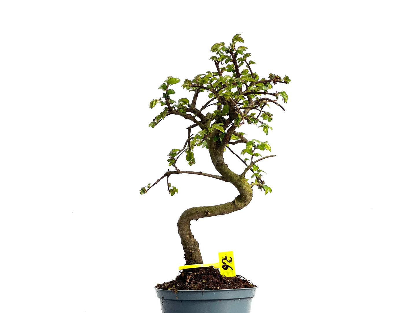 Ulmus Parvifolia 3776