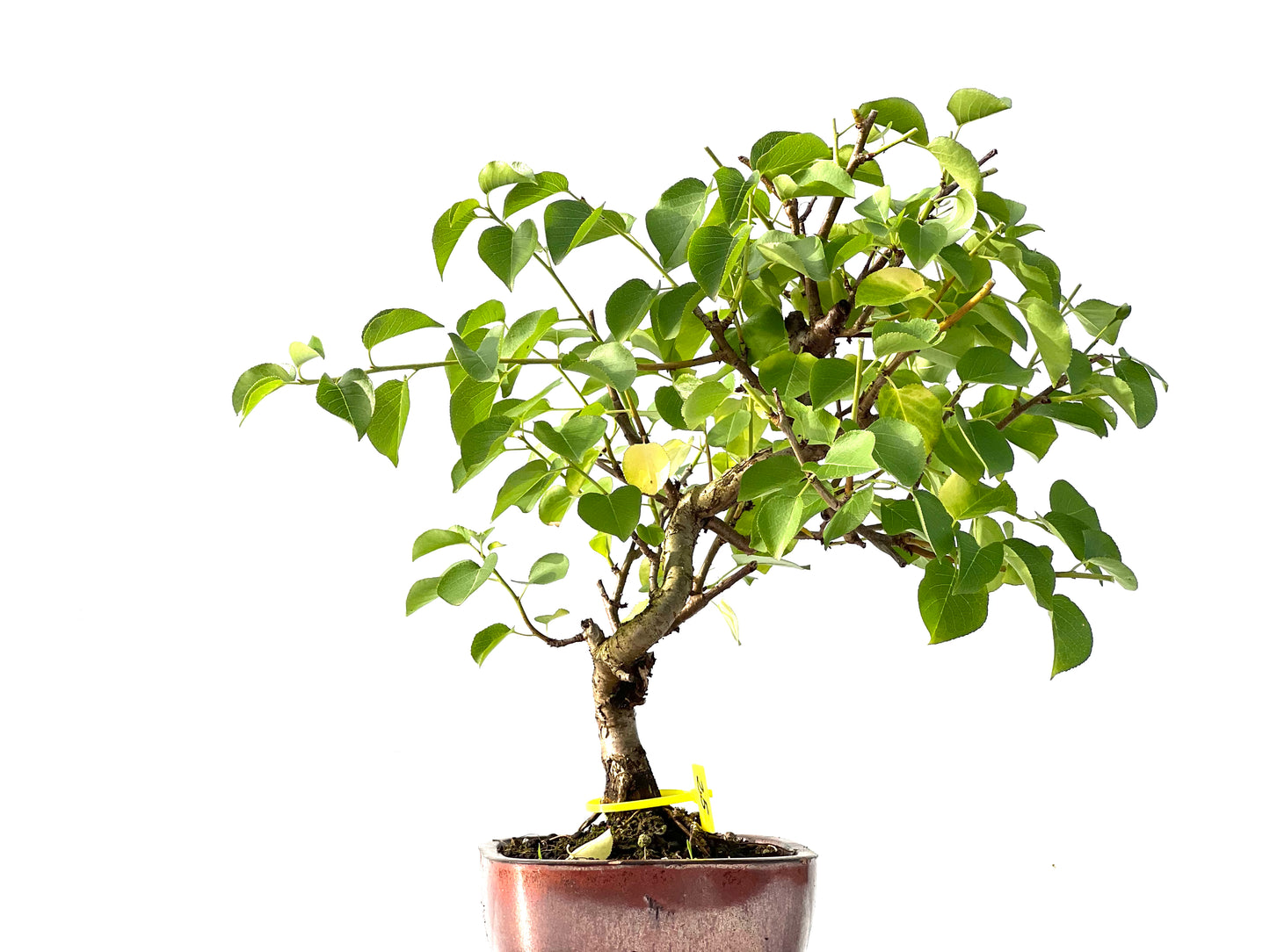 Prunus Mahaleb 2144