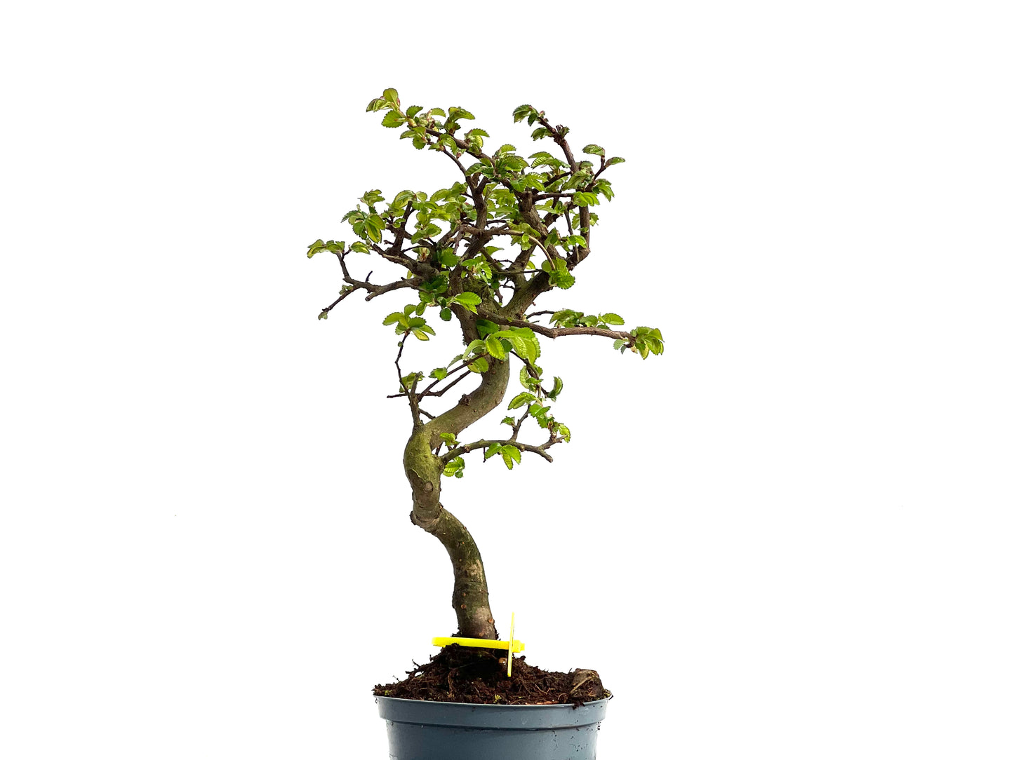Ulmus Parvifolia 3776