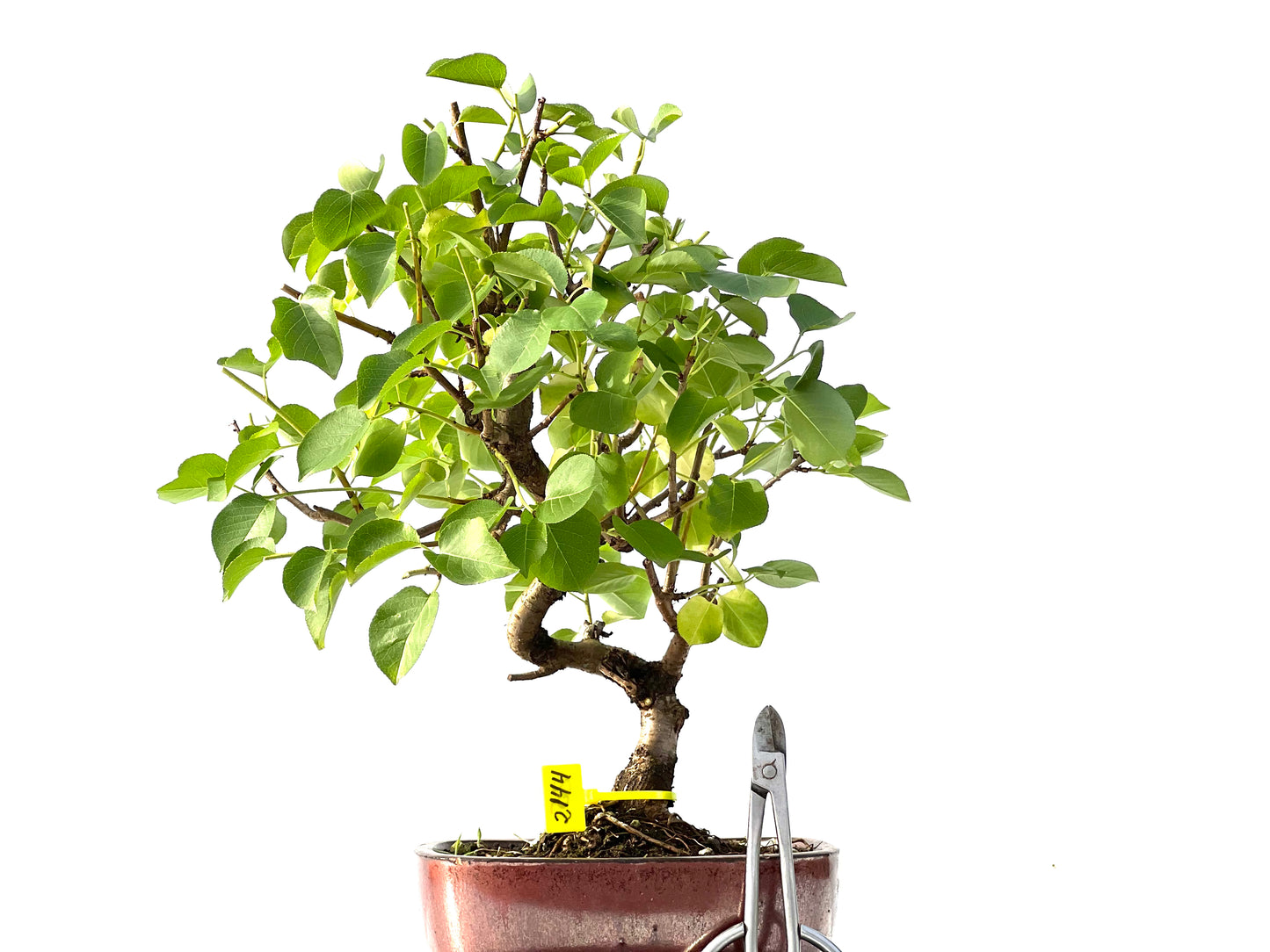 Prunus Mahaleb 2144