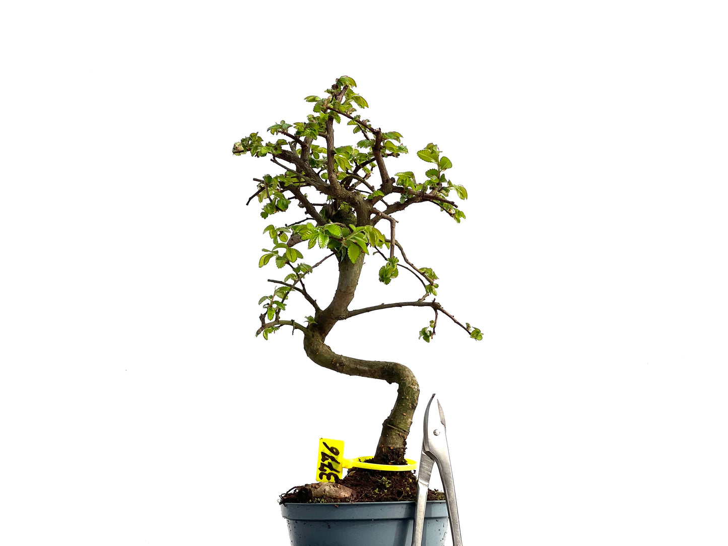 Ulmus Parvifolia 3776