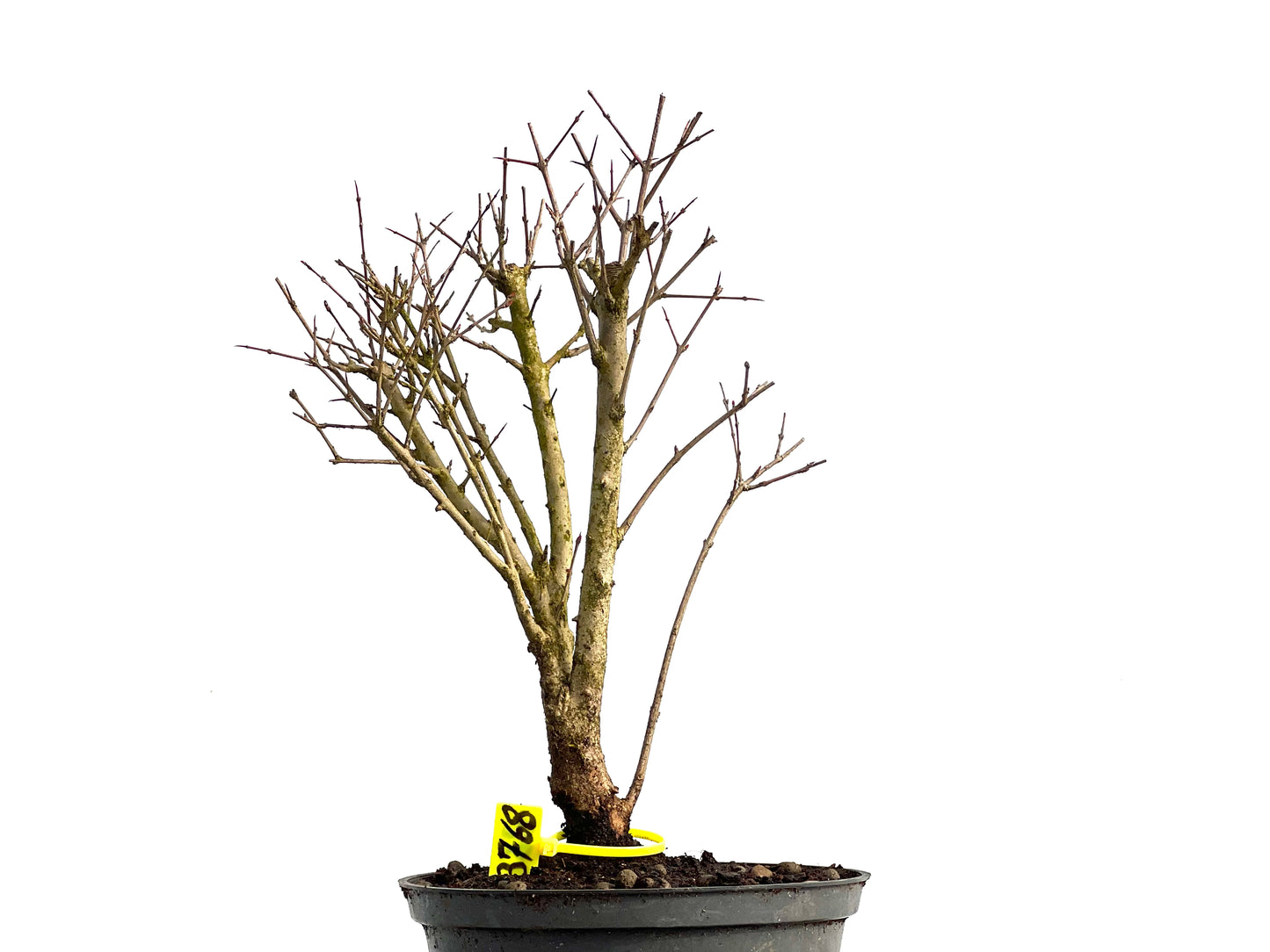 Punica Granatum Nana 3768
