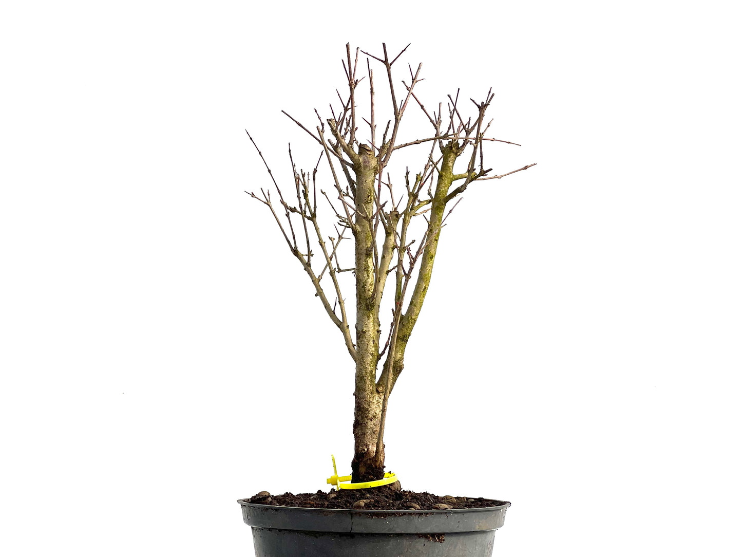 Punica Granatum Nana 3768