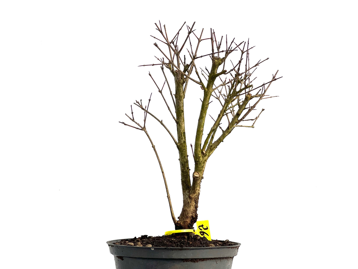 Punica Granatum Nana 3768