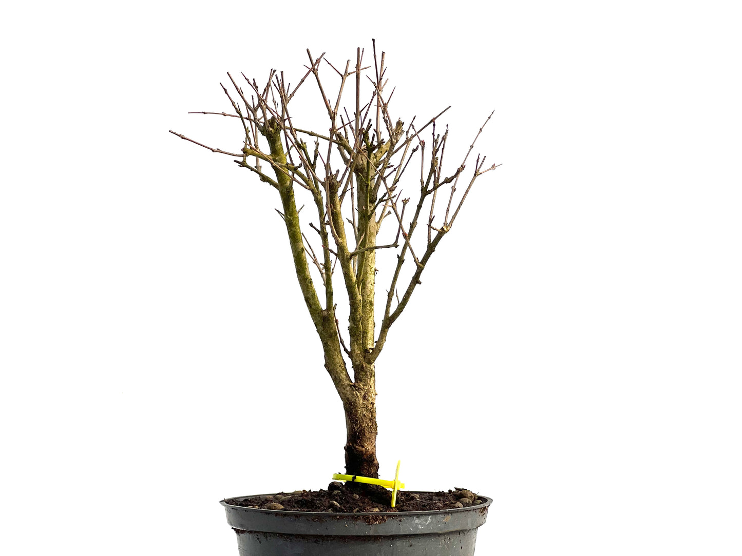 Punica Granatum Nana 3768