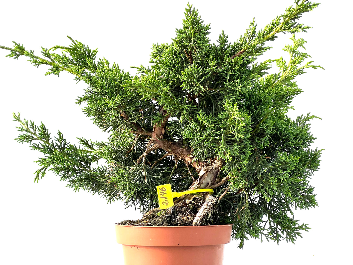 Juniperus Chinensis Kyshu 2146