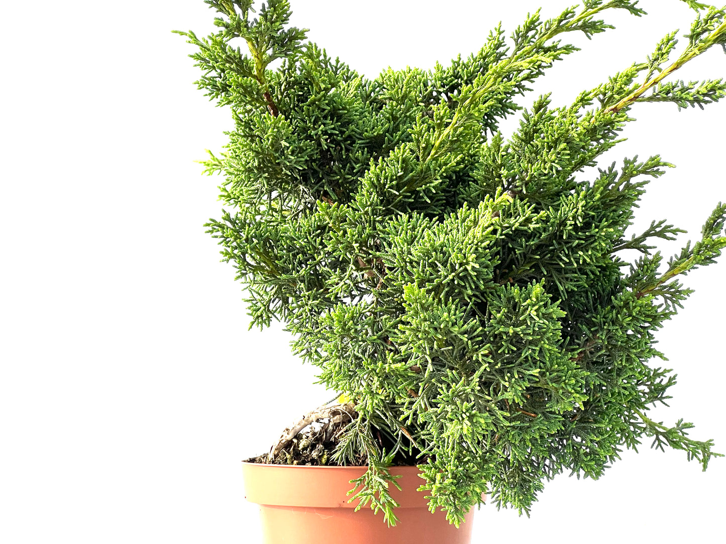 Juniperus Chinensis Kyshu 2146