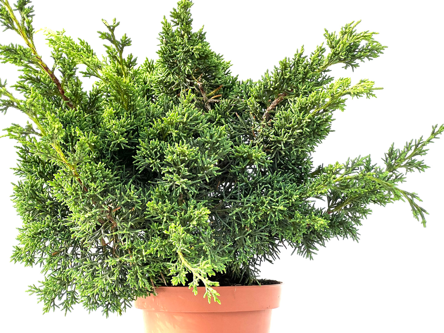 Juniperus Chinensis Kyshu 2146
