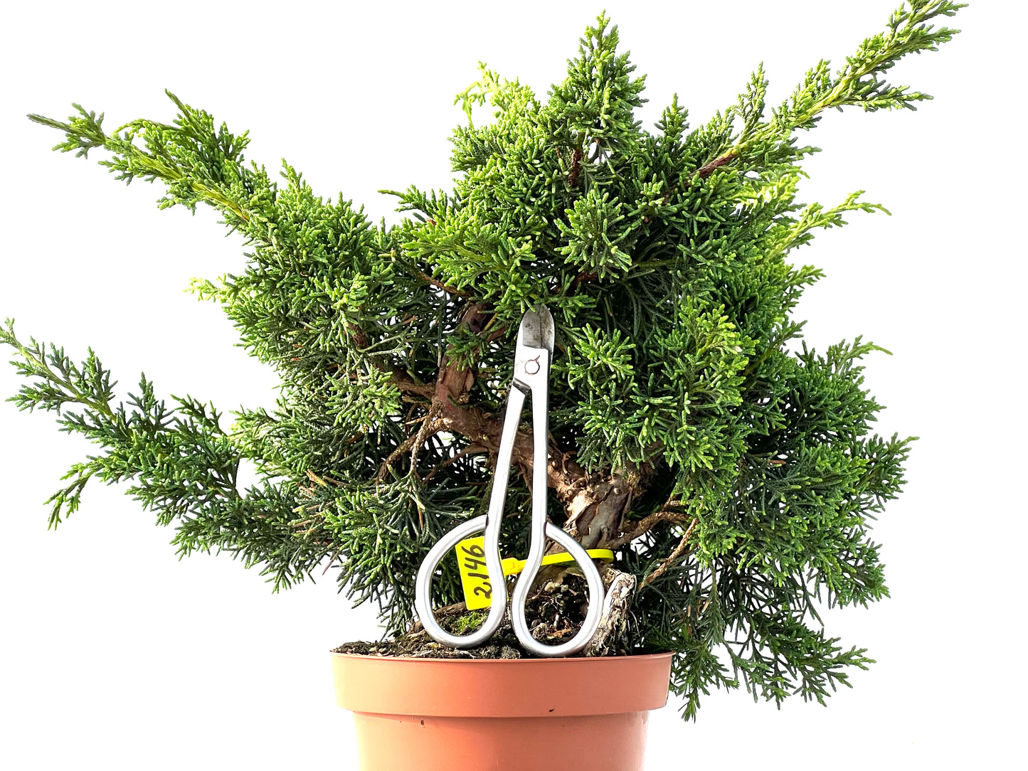 Juniperus Chinensis Kyshu 2146