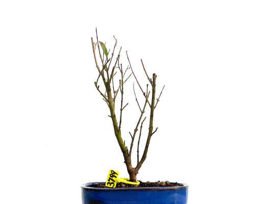 Ligustrum Ibota 3799