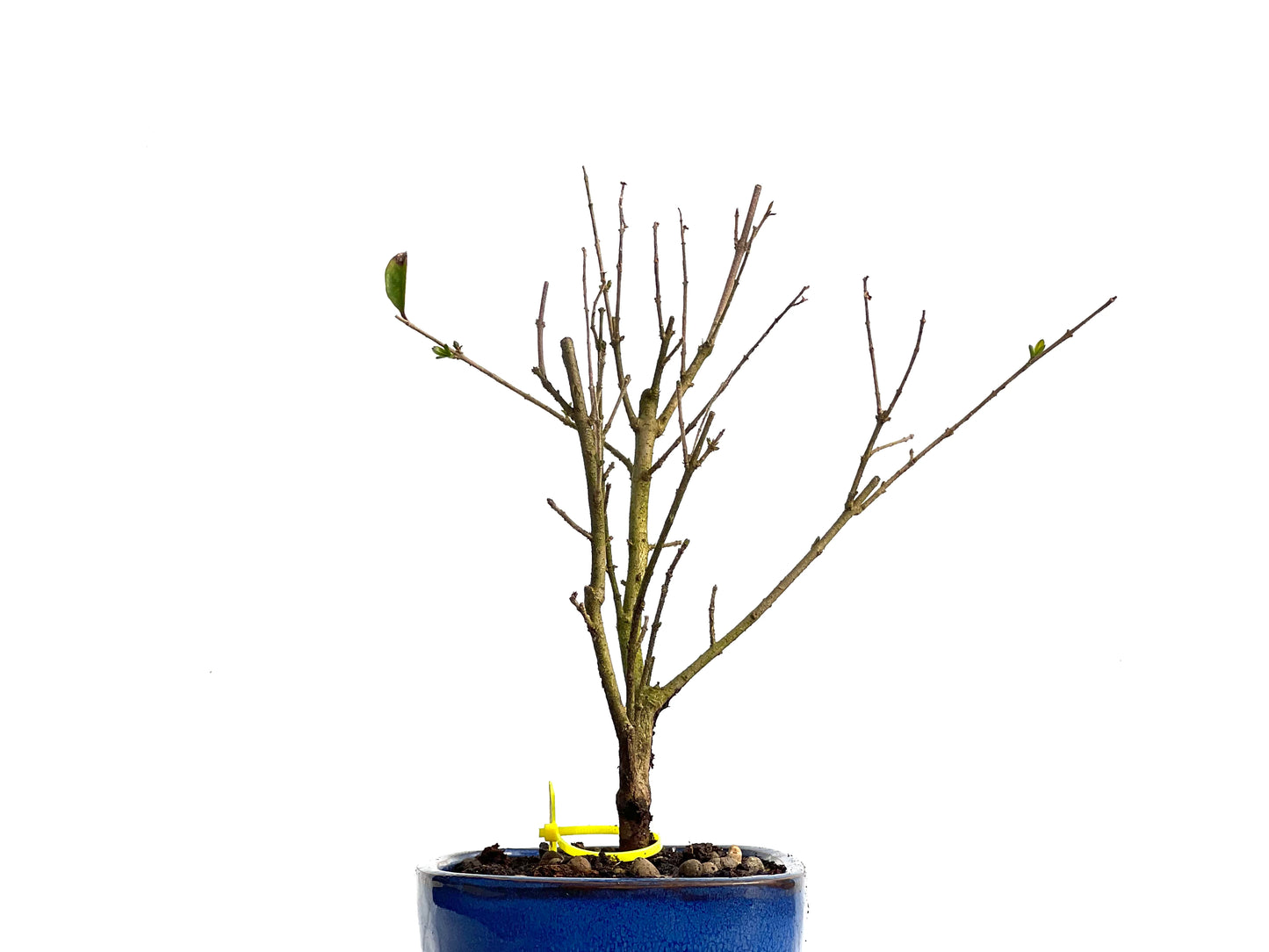 Ligustrum Ibota 3799