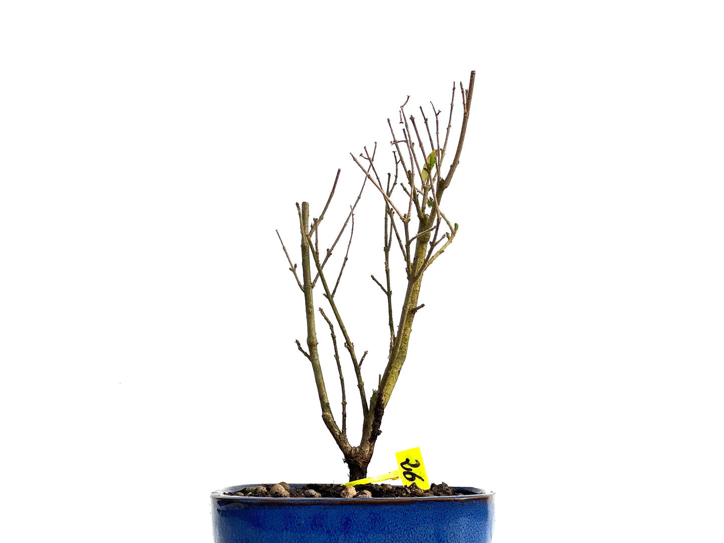 Ligustrum Ibota 3799