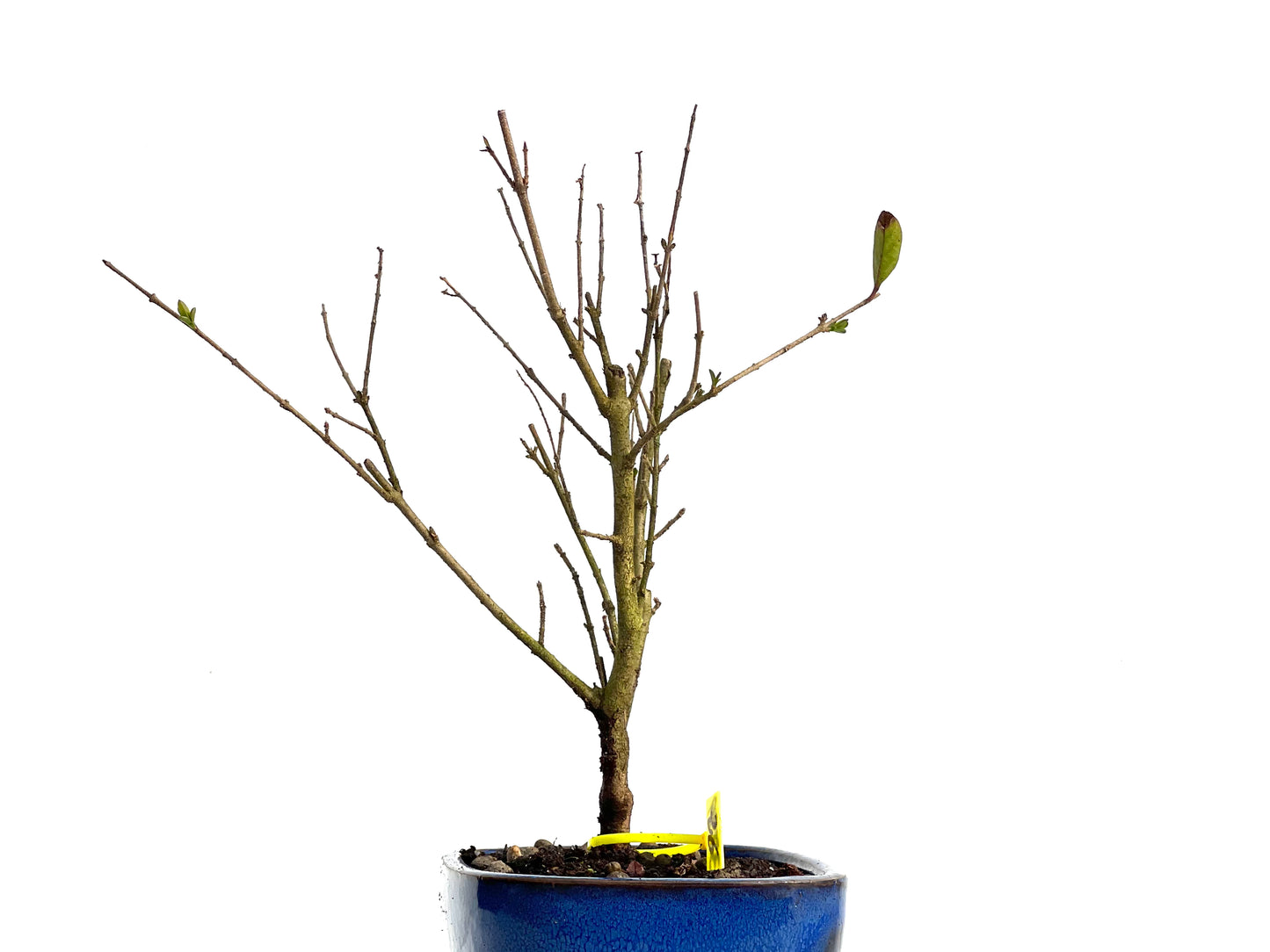 Ligustrum Ibota 3799